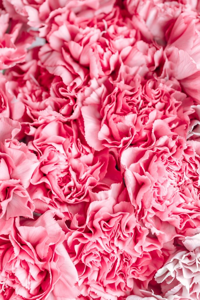 Close-up of vibrant pink carnation petals creating a textured floral background.